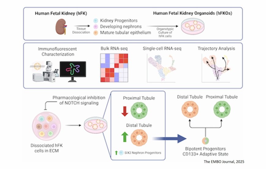 Human fetal kidney organoids model early human nephrogenesis and Notch-driven cell fate