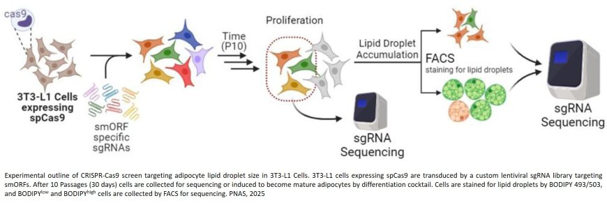 Microproteins regulating adipocyte proliferation and lipid metabolism