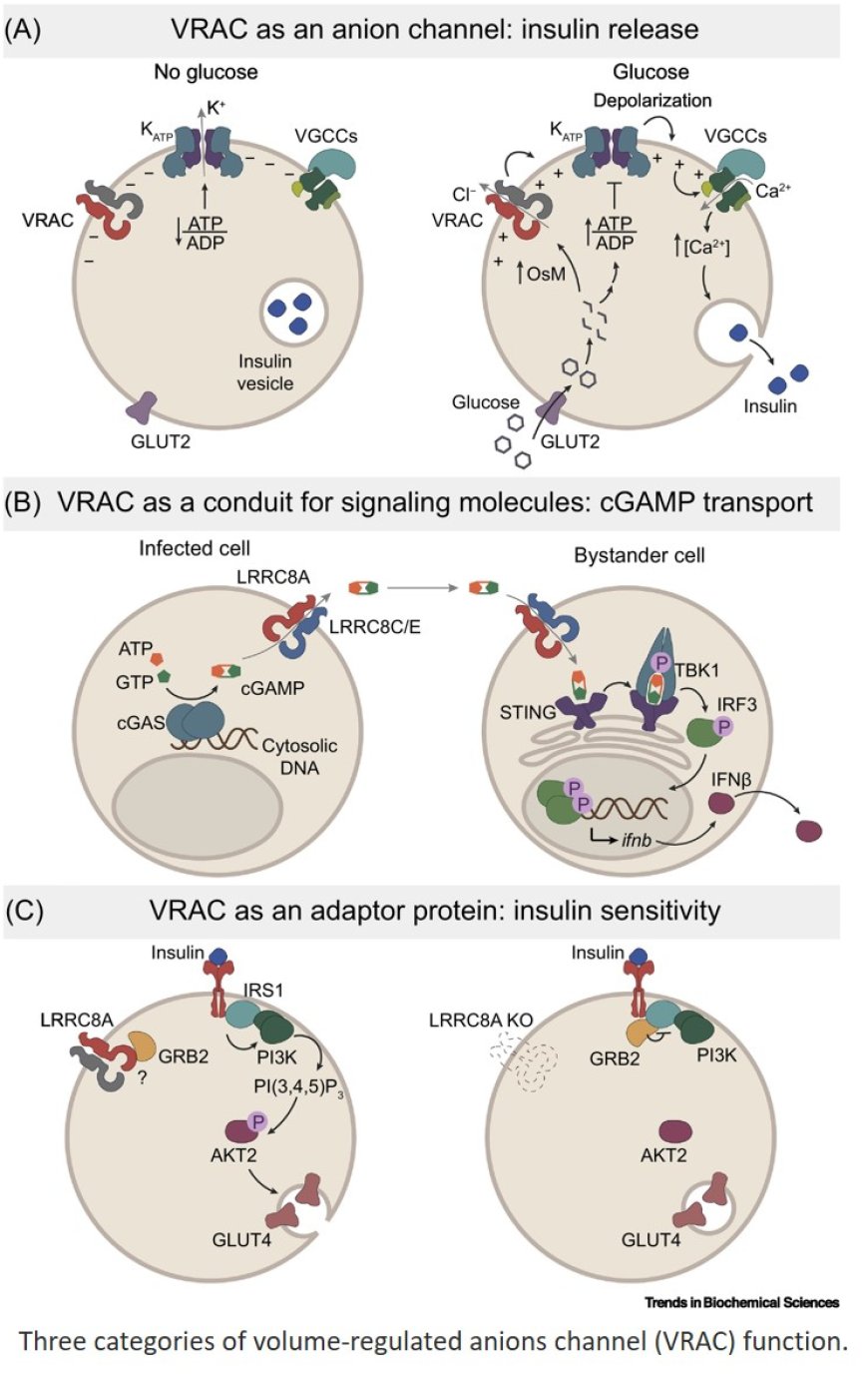 LRRC8/VRAC chloride and metabolite channels in signaling and volume regulation