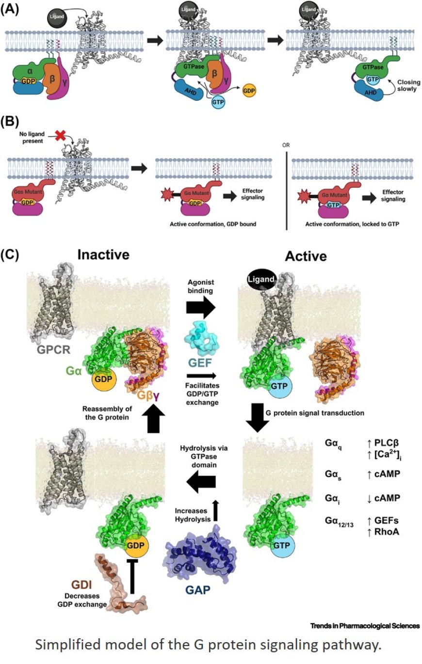 Mutated G proteins as drug targets