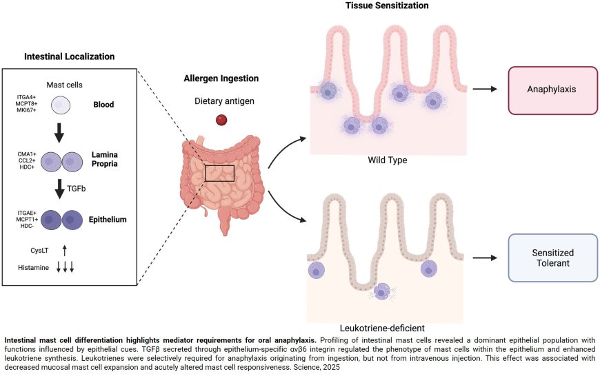 Cysteinyl leukotrienes stimulate gut absorption of food allergens to promote anaphylaxis
