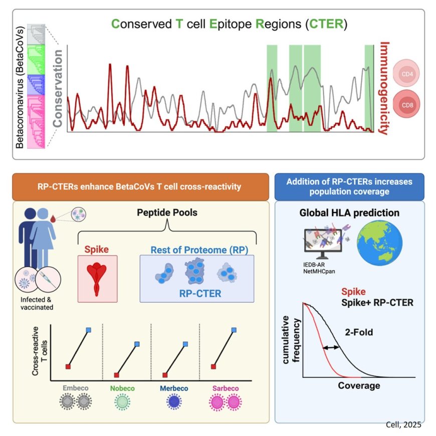 Highly conserved Betacoronavirus sequences are broadly recognized by human T cells