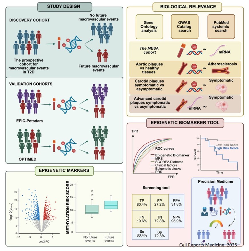 Epigenetic biomarkers predict cardiovascular risk for type 2 diabetes patients