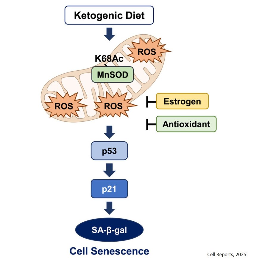 Ketogenic diet induces oxidative stress and cellular senescence in male, but not female, mice