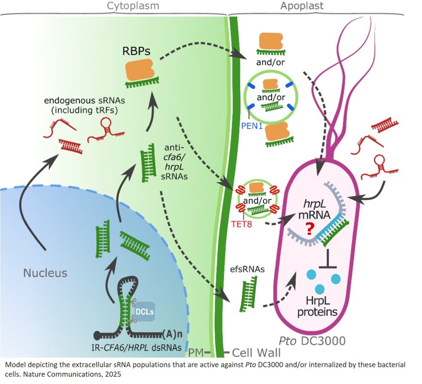 Gene silencing by small RNAs in plant interacting bacterium