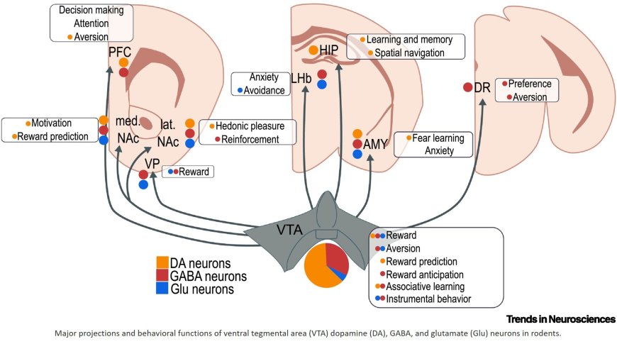 Multifaceted VTA responses to stress