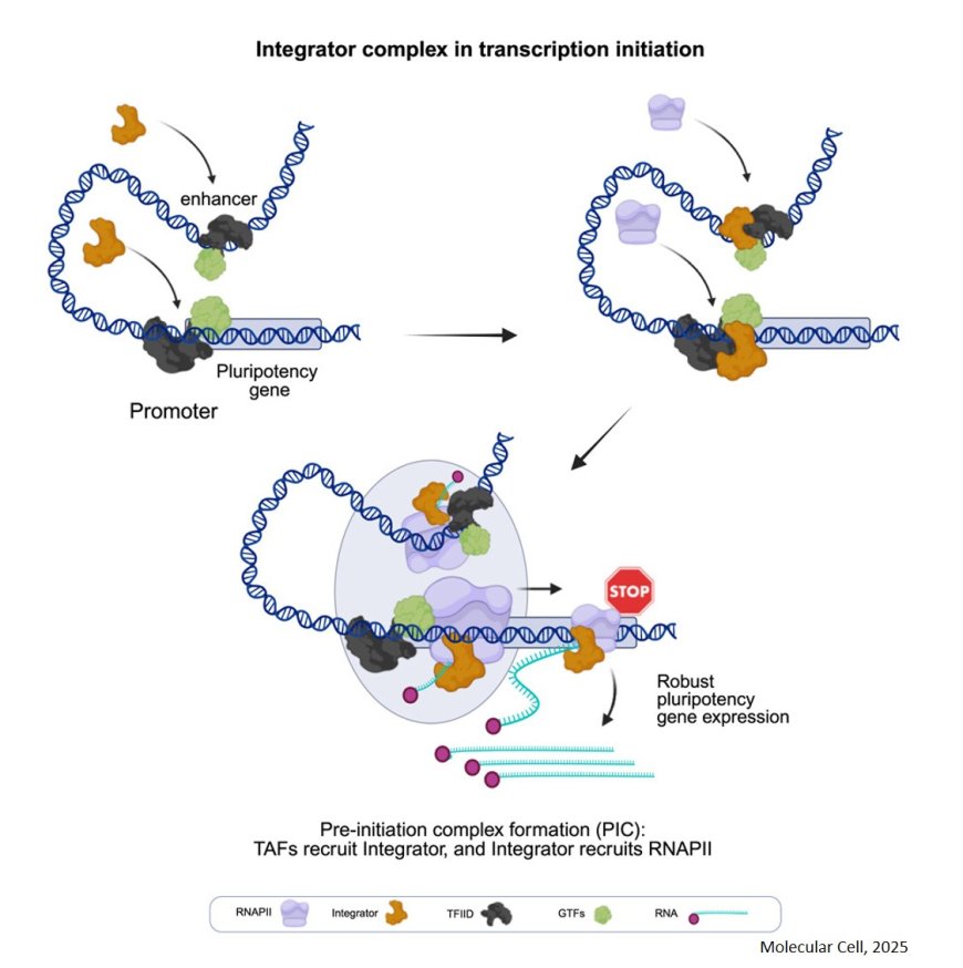 Molecular drivers of cellular differentiation