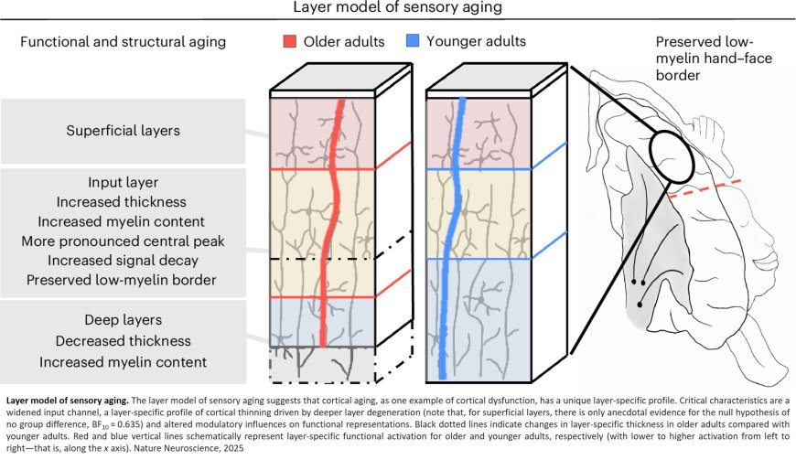 The cerebral cortex ages less than thought!