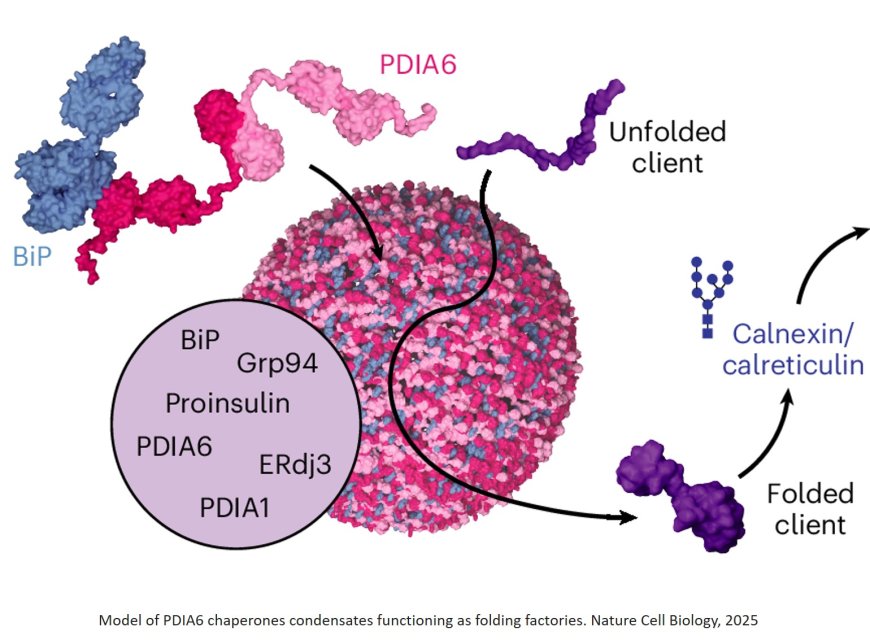 Unknown “folding factories” for proteins identified!