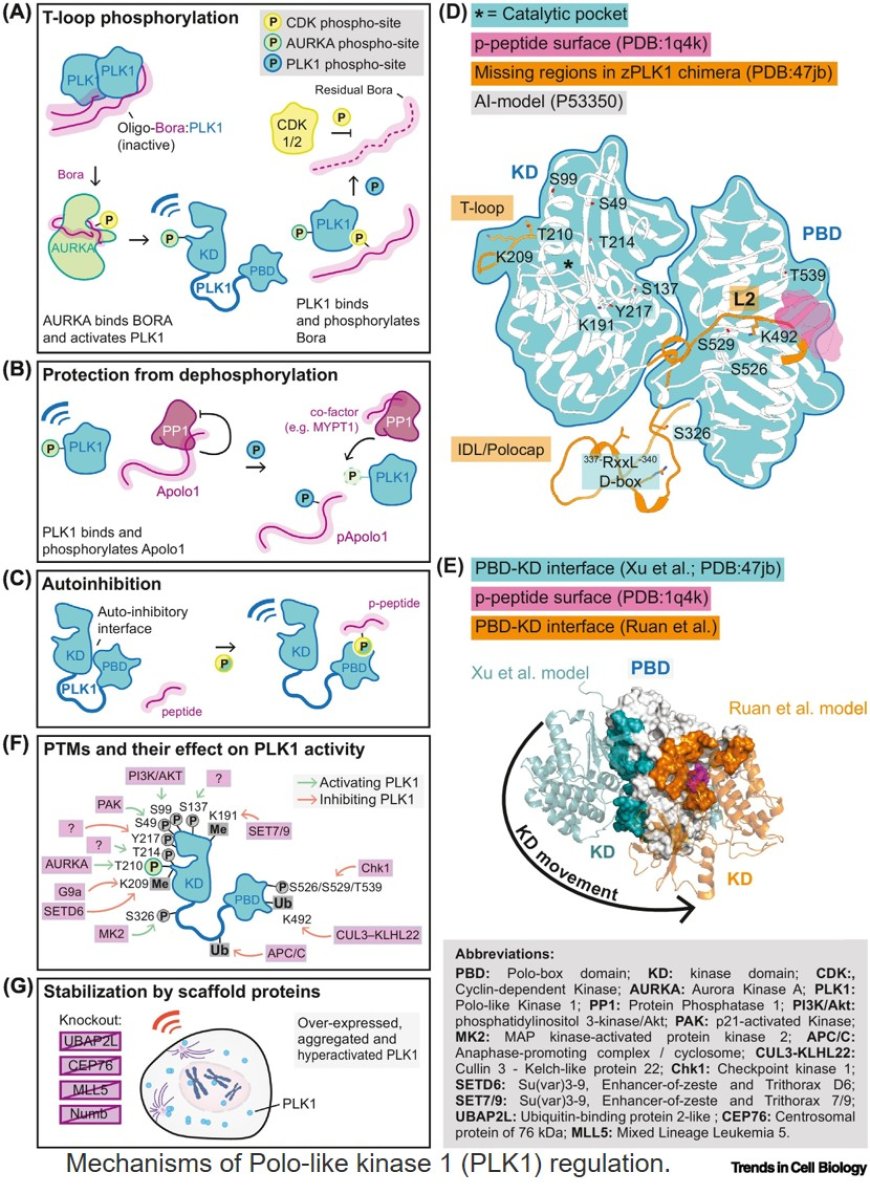 Decoding the language of PLK1 docking motifs and activation mechanisms