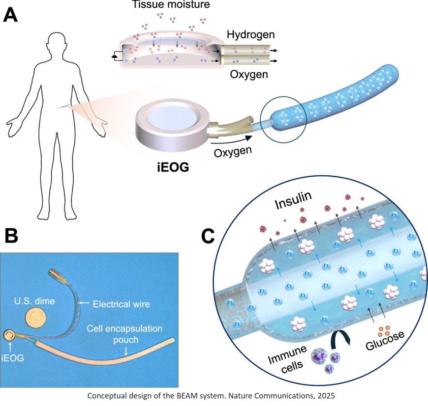 A continuously oxygenated  macroencapsulation system enables high- density packing and delivery of insulin- secreting cells