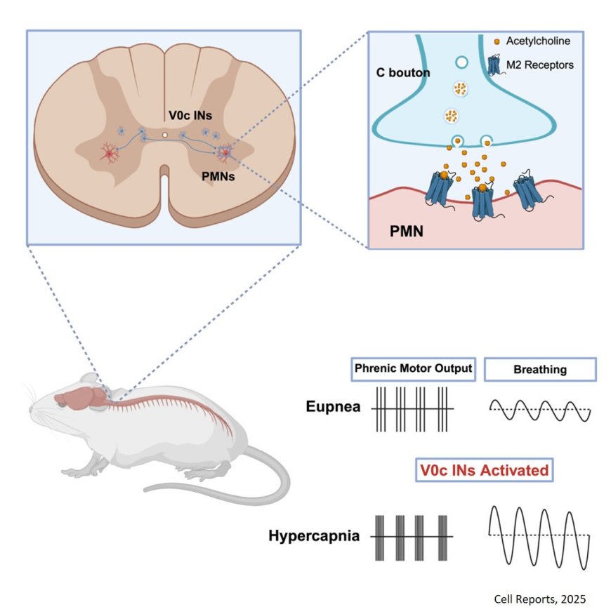 A cholinergic spinal pathway for the adaptive control of breathing