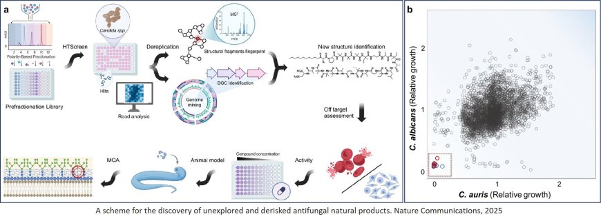 Coniontins, lipopetaibiotics active against Candida auris identified from a microbial natural product fractionation library