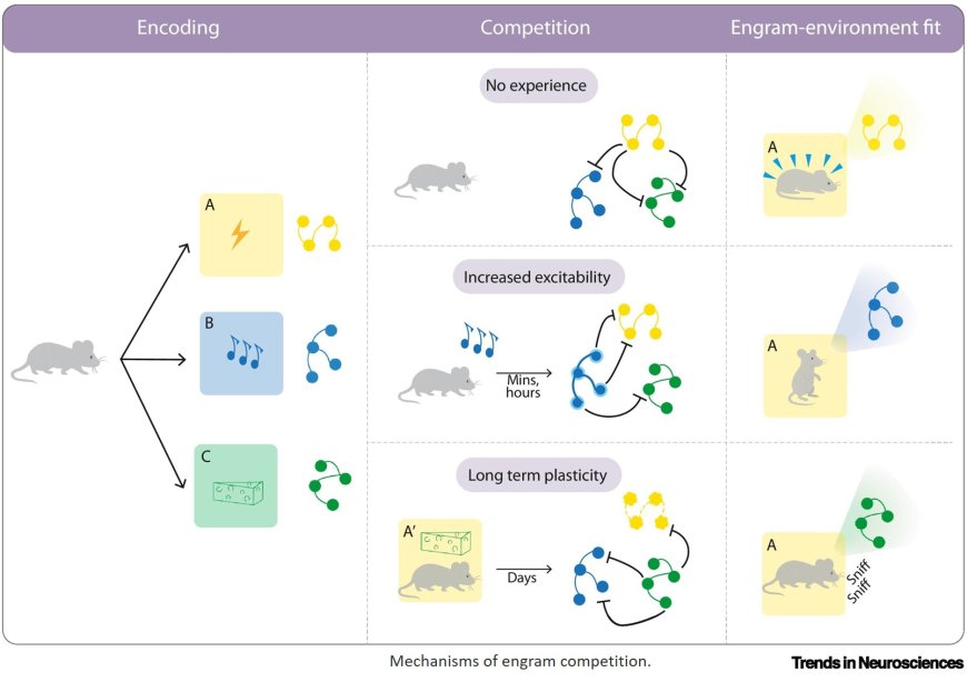 The cost of remembering: engram competition as a flexible mechanism of forgetting