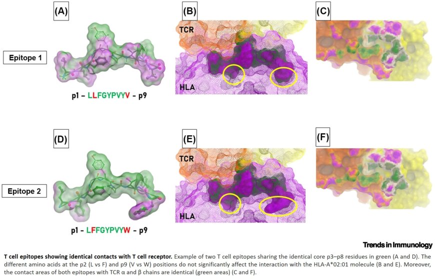 Molecular mimicry as a driver of T cell-mediated tumour immunity