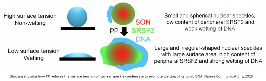 SON-dependent nuclear speckle rehabilitation alleviates proteinopathies