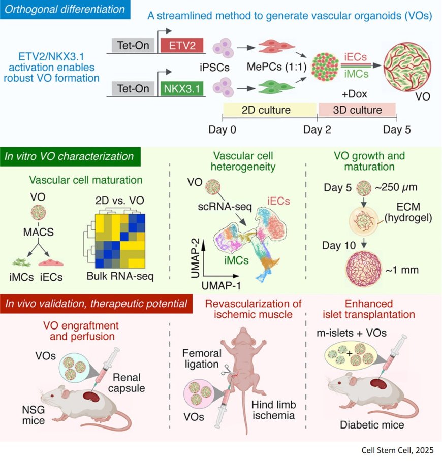 Rapid generation of functional vascular organoids via simultaneous transcription factor activation of endothelial and mural lineages