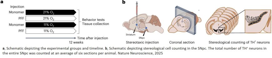 Hypoxia ameliorates neurodegeneration and movement disorder in a mouse model of Parkinson’s disease