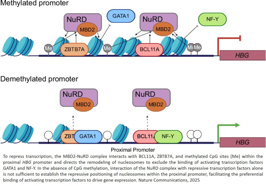 Removal of promoter CpG methylation by epigenome editing reverses HBG silencing