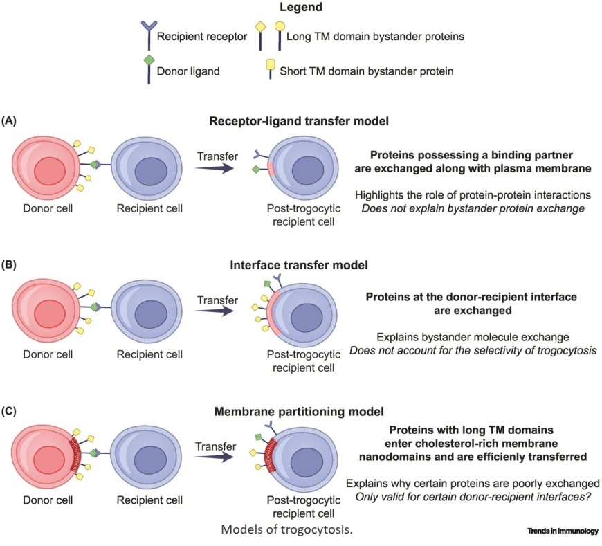 News from the T cell trogocytosis front
