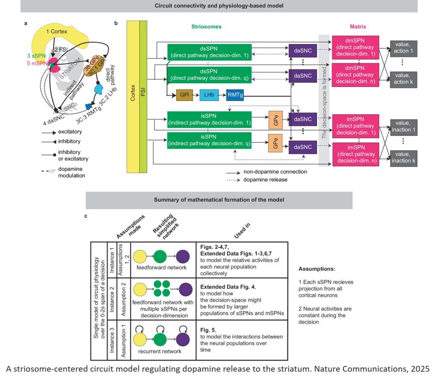 How the brain’s decision-making is impacted in psychiatric disorders