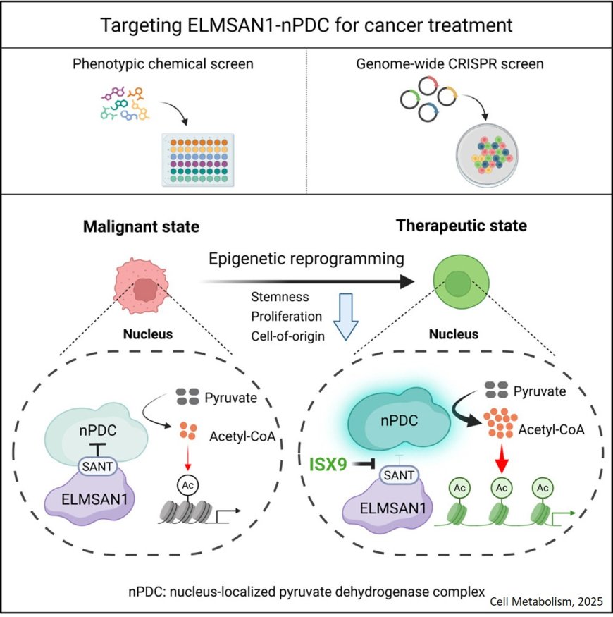 Therapeutic cancer cell reprogramming by derepressing nuclear pyruvate dehydrogenase