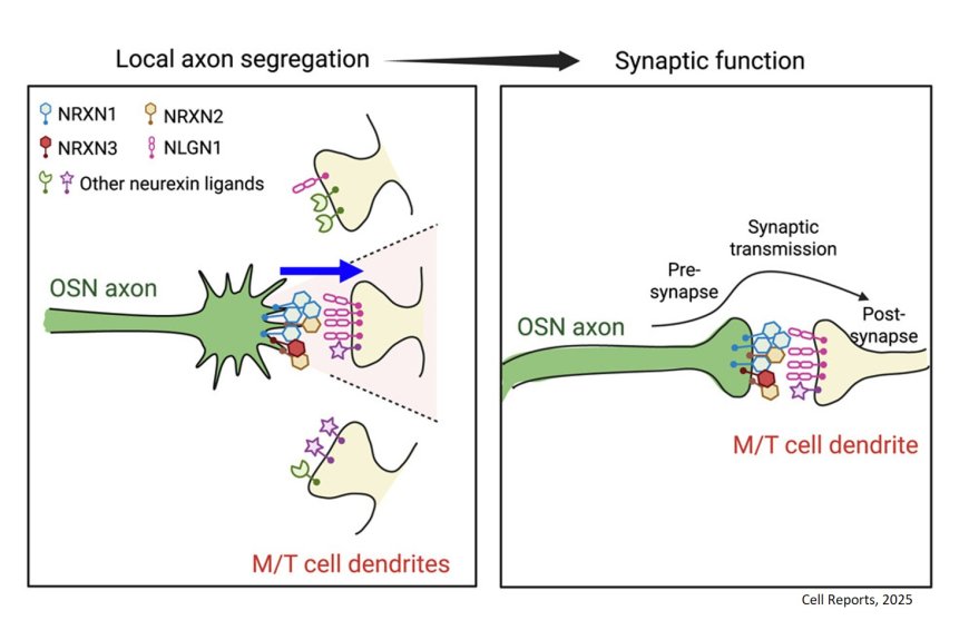 The neurexin gene family regulates olfactory glomerular formation