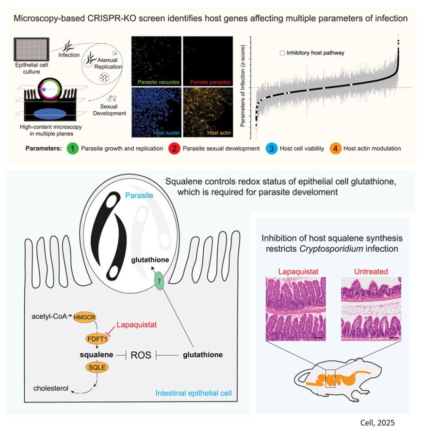 Human metabolic pathways that Cryptosporidium, an intestinal parasite, requires to survive