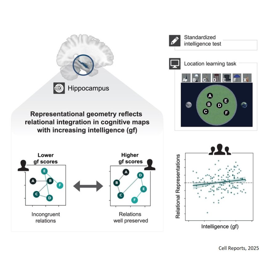 Human intelligence relates to neural measures of cognitive map formation