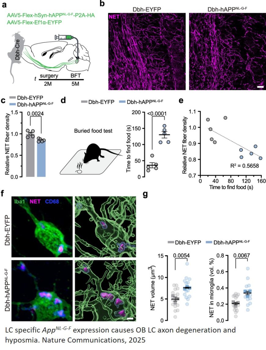 Early smell problem associated with Alzheimer’s linked to Locus Coeruleus noradrenergic axon loss