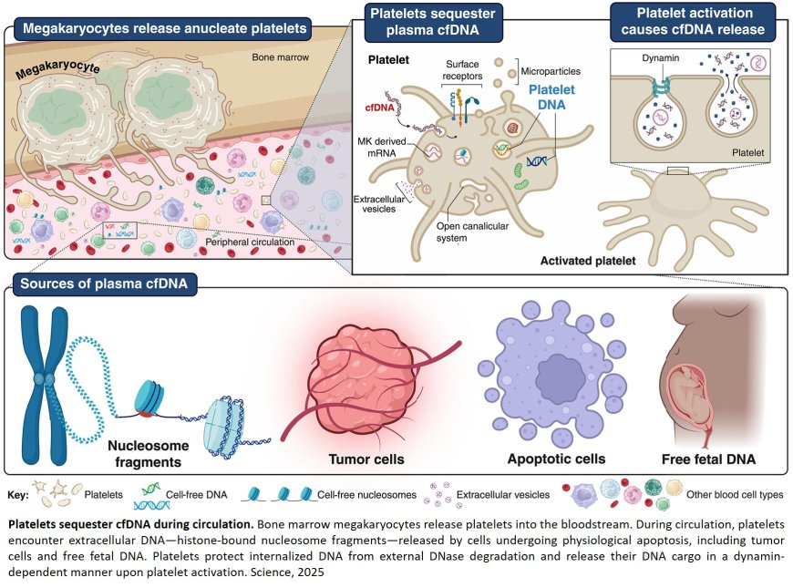 Platelets sequester extracellular DNA, capturing tumor-derived and free fetal DNA