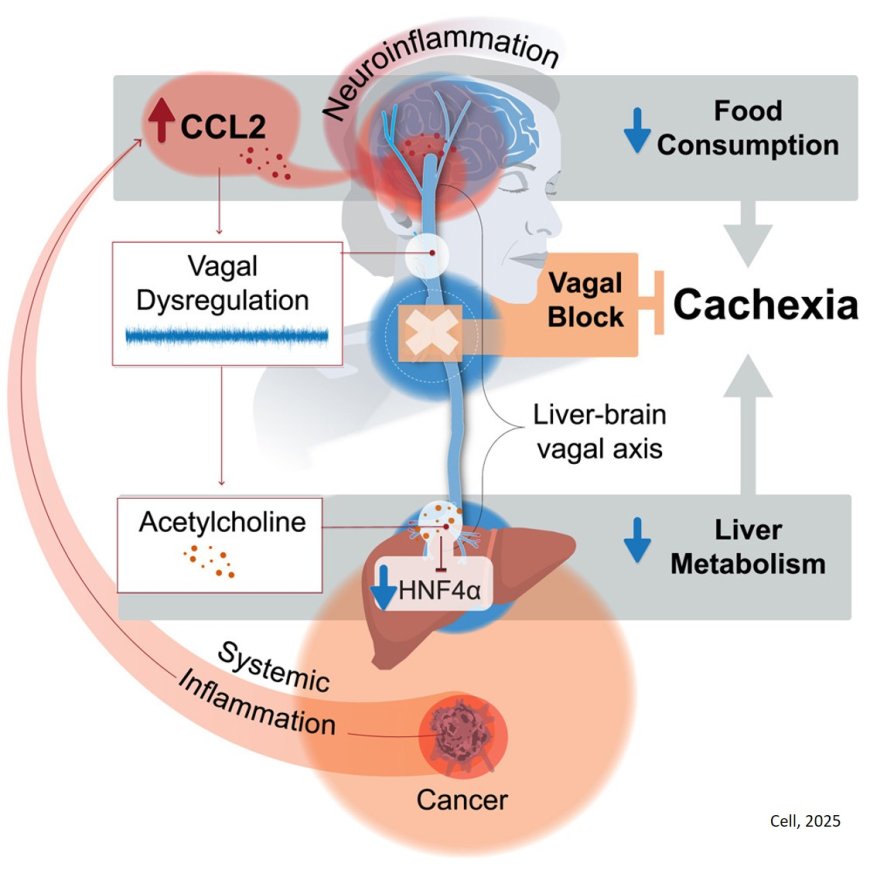 Targeting vagal brain-liver axis to combat cancer-associated cachexia