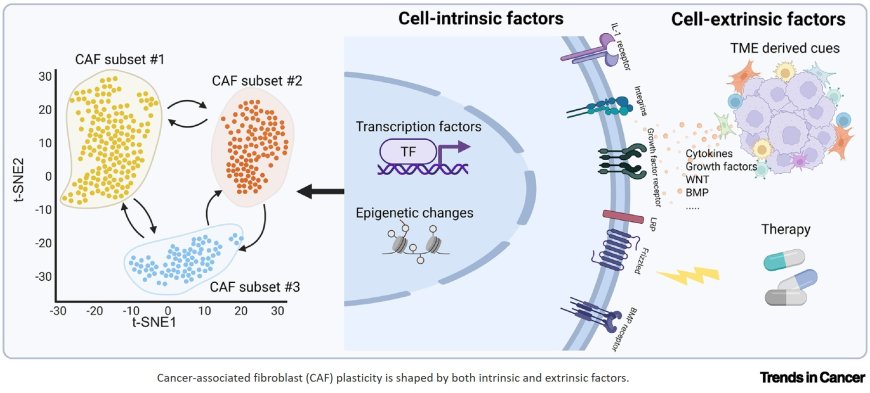 The plasticity of cancer-associated fibroblasts