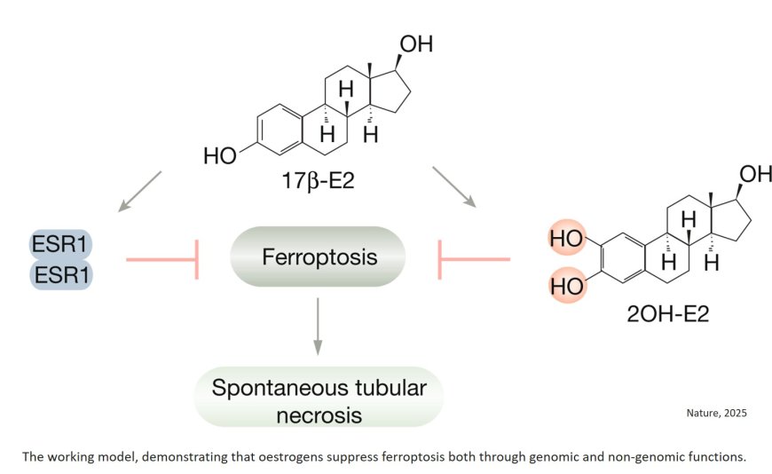 Estrogen inhibit ferroptosis and acute kidney injury