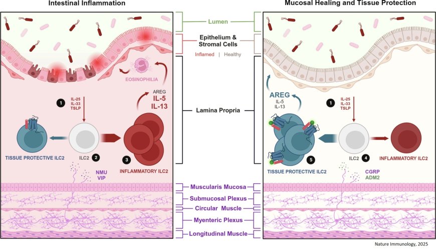 Gut neurons help the body fight inflammation