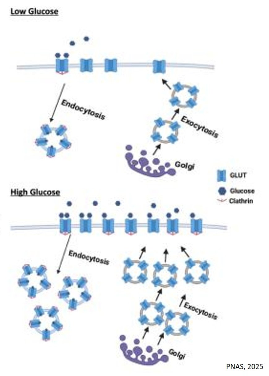Glucose transporter dysregulation in type 2-diabetes