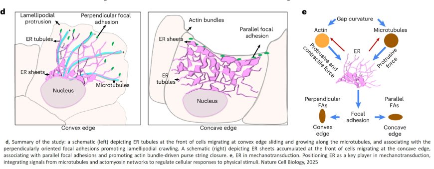 Edge curvature drives endoplasmic reticulum reorganization and dictates epithelial migration mode