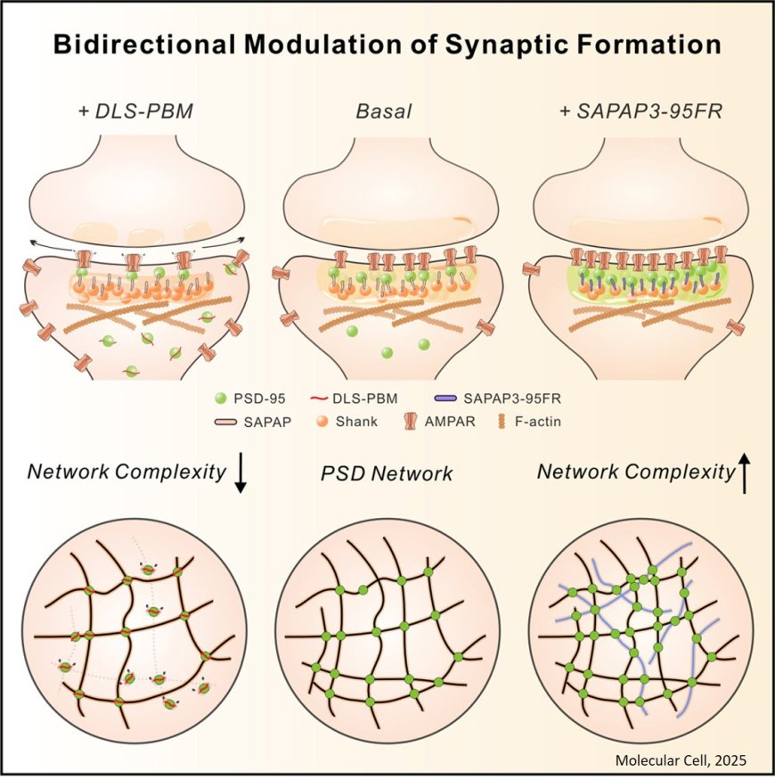 Modulating synaptic glutamate receptors by targeting network nodes of the postsynaptic density condensate