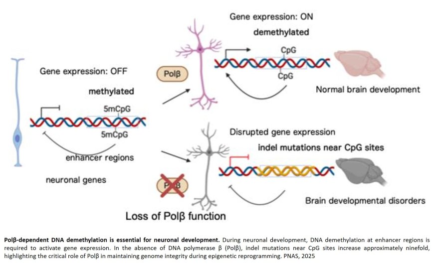 DNA polymerase β suppresses somatic indels at CpG dinucleotides in developing cortical neurons