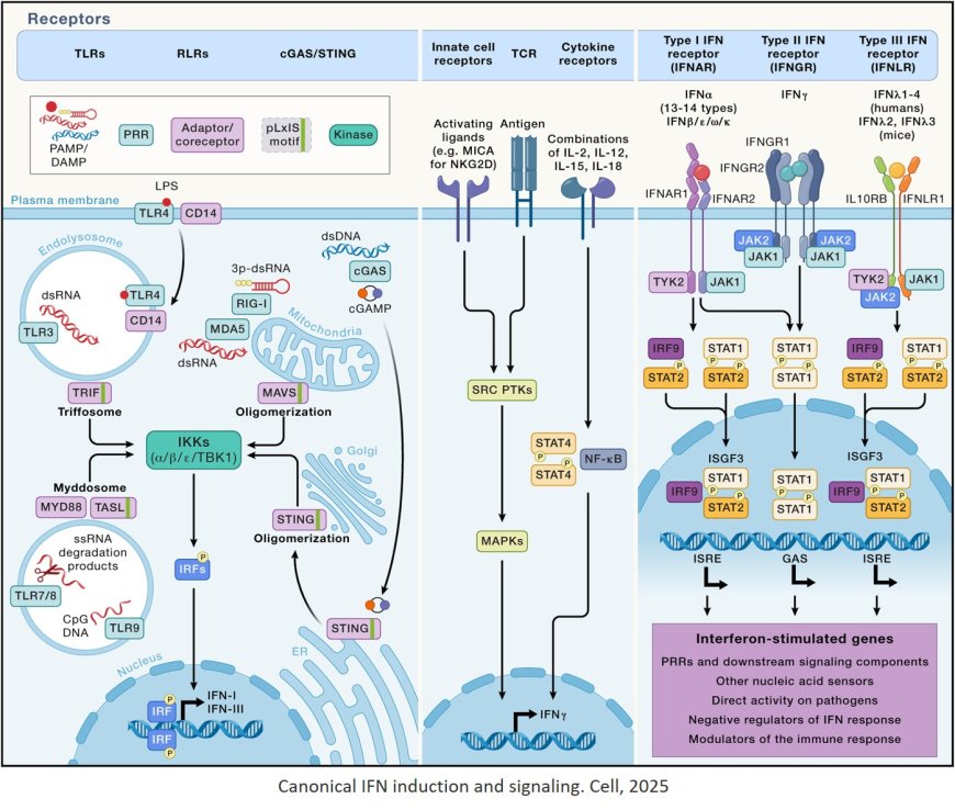 Interferons in health and disease