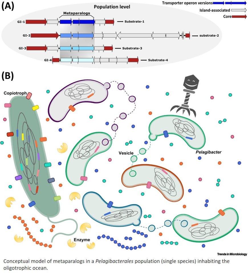 On the biological meaning of the population pangenome