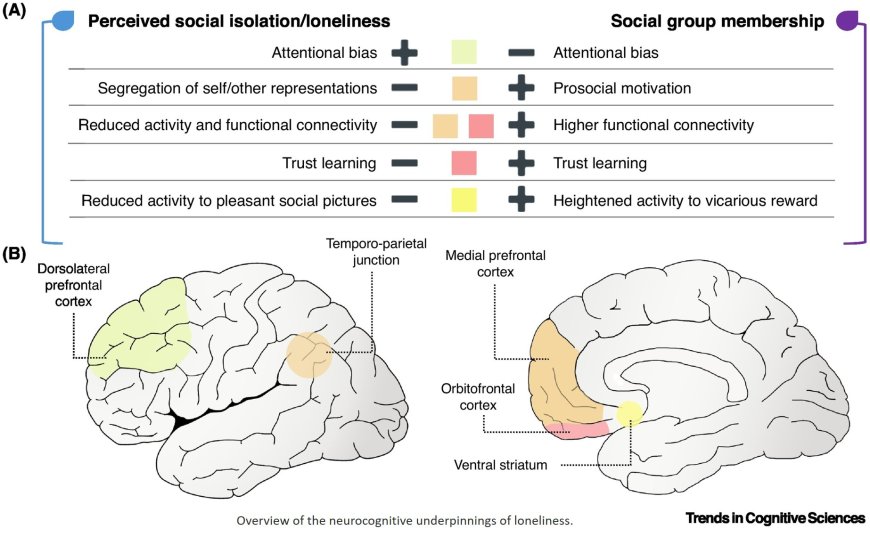 Neurocomputational mechanisms of maladaptive behaviors in loneliness