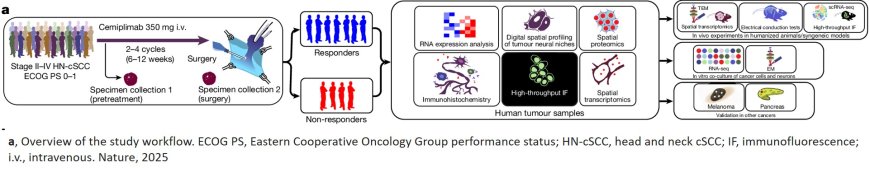 Cancer-induced nerve injury promotes resistance to anti-PD-1 therapy