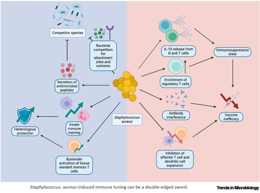 Effect of Staphylococcus aureus exposure on host immunity