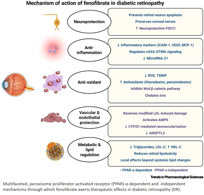 Beyond lipids: fenofibrate in diabetic retinopathy and nephropathy