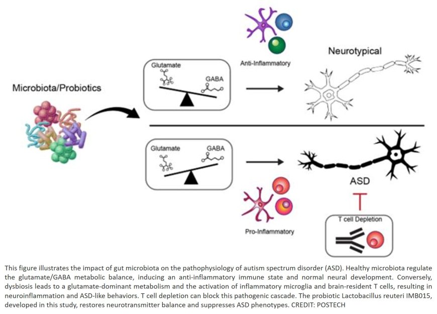 Gut microbiota and brain-resident CD4+ T cells shape behavioral outcomes in autism spectrum disorder