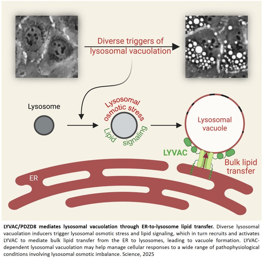 How lysosome deals with stress