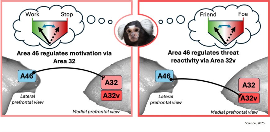 Brain area 46 is at the center of a network for emotion regulation in marmosets