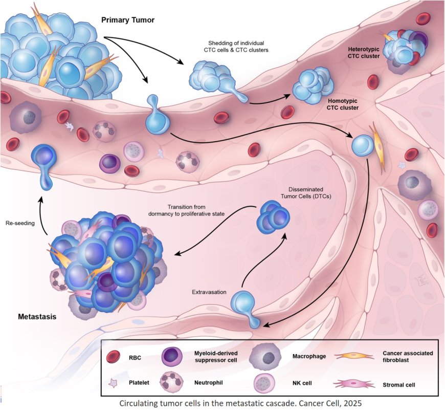 Circulating tumor cells: Blood-based detection, molecular biology, and clinical applications