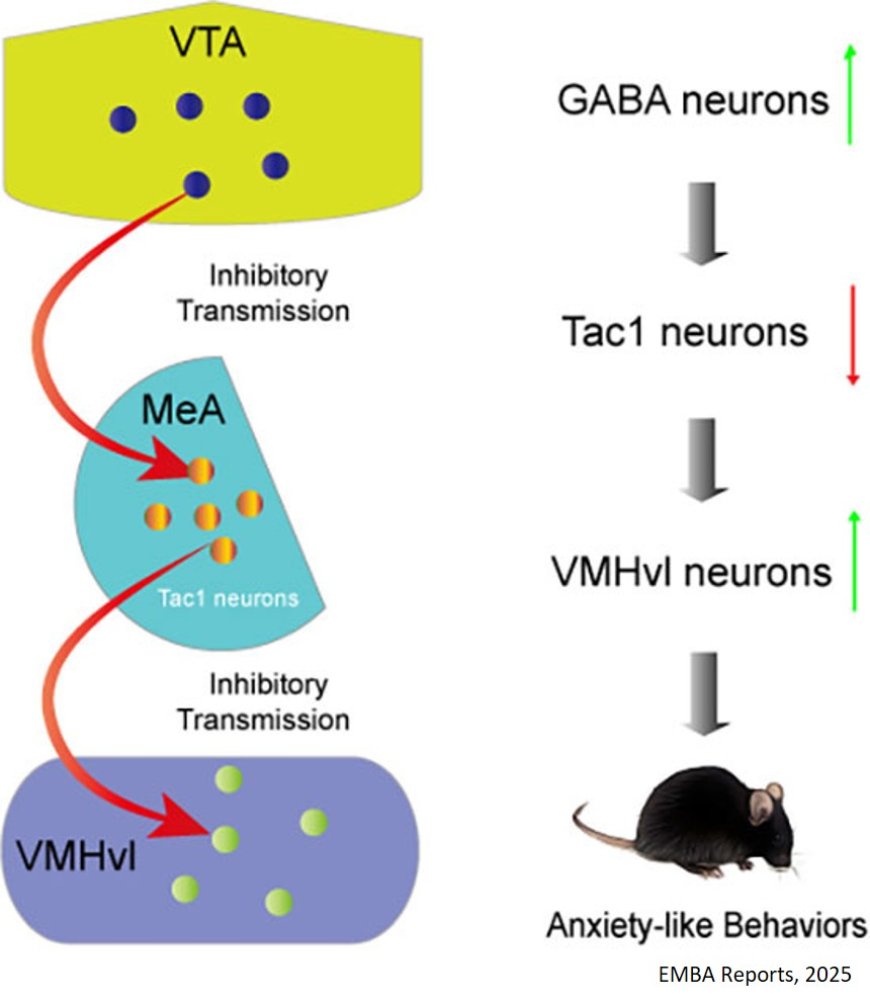 A neural circuit mediating anxiety-like behaviors